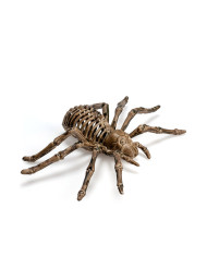 Plastic skeleton spider diam.cm.23 with label