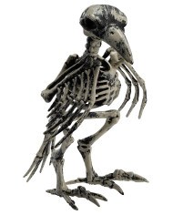 Squelette corbeau en plastique, h. 20 cm env., avec étiquette volante / étiquette