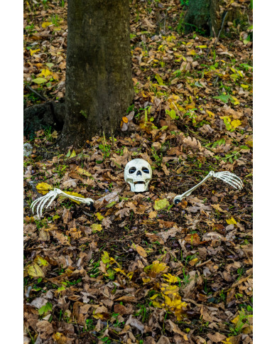 3 Skelettknochen mit Pflöcken auf Pappkarton 3 Skelettknochen mit Pflöcken auf Pappkarton