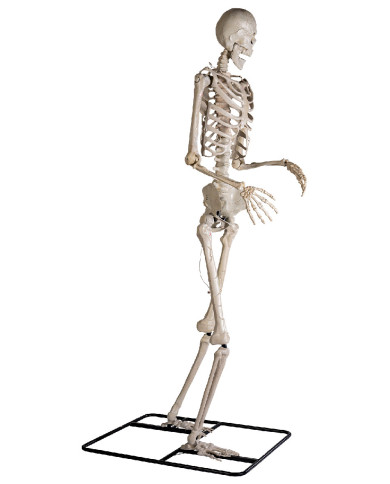 Esqueleto gigante de unos 320 cm de altura en pedestal con luces (pilas incluidas) en caja