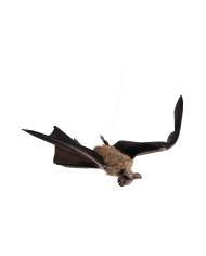 Murciélago para colgar de unos 90x29 cm. de ancho con etiqueta colgante/etiqueta