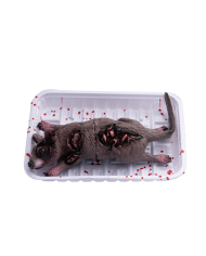 Plastic rat l.cm.18x13,5 on tray with hangtag/label