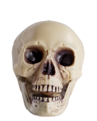 Totenkopf mit beweglichem Kiefer aus Kunststoff H. ca. 18 cm mit Pappschild/Etikett