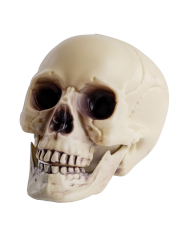 Calavera con mandíbula móvil de plástico de unos 18 cm. de alto con etiqueta colgante/etiqueta