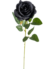 Schwarze Rose H. ca. 63 cm mit Pappschild/Etikett