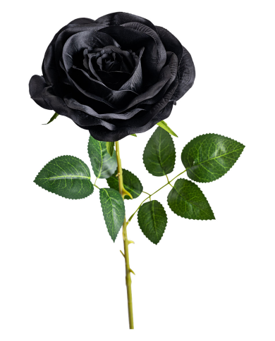 Rosa nera h.cm.74 ca. con cartellino/etichetta