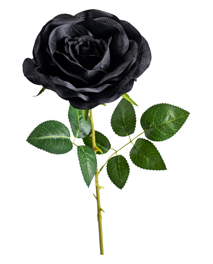 Rosa negra de unos 74 cm. de alto con etiqueta colgante/etiqueta