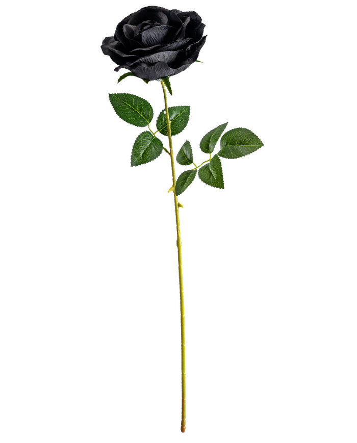 Schwarze Rose H. ca. 74 cm mit Pappschild/Etikett