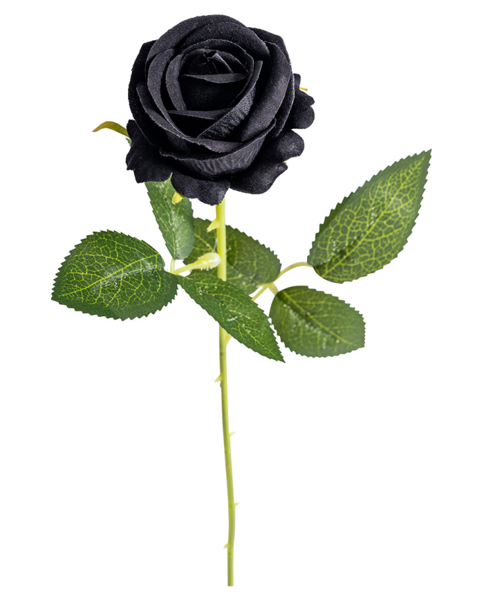 Schwarze Rose H. ca. 50 cm mit Pappschild/Etikett