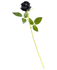 Schwarze Rose H. ca. 50 cm mit Pappschild/Etikett