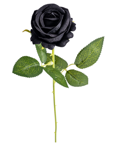 Rose noire, hauteur 50 cm environ avec étiquette volante/étiquette