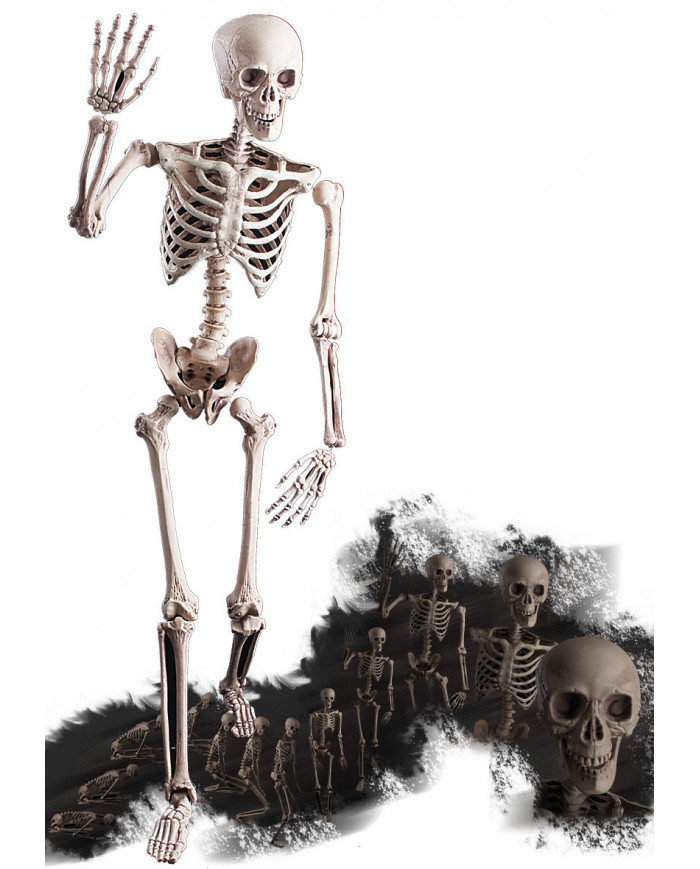 Articulated Skeleton, H.Cm.160