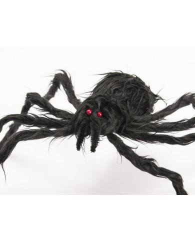 Black hairy spider with diameter cm.6. It has two small red Black hairy spider with diameter cm.6. It has two small red