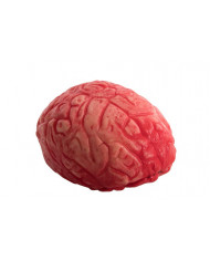 Bloody plastic brain with realistic dimensions. Ideal for