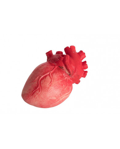 Bloody plastic heart with realistic dimensions. Ideal for Bloody plastic heart with realistic dimensions. Ideal for