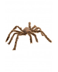 Hairy brown spider with a diameter of cm.65. Impressive