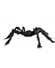 Black hairy spider, approx. 75cm in diameter. It has two small