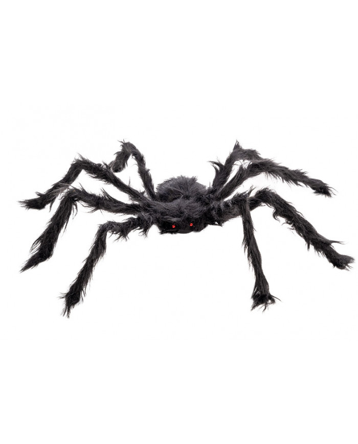 Black hairy spider, approx. 75cm in diameter. It has two small